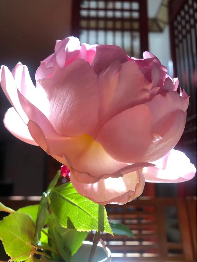 最香的几款月季品种是什么？插图5