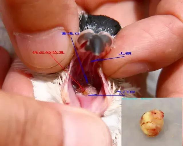 猫滴虫病的症状:猫感染弓形虫有什么症状？