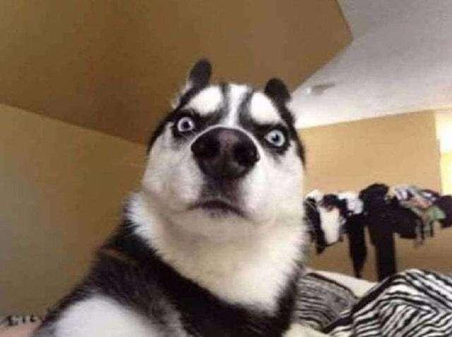 呆萌哈士奇卡通头像:哈士奇在它的老家是不是也叫土狗啊？怎么养哈士奇呢？