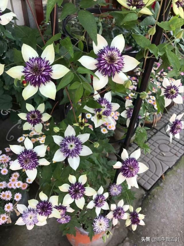 头条问答 北方地栽铁线莲花如何防护 能过冬吗 亨鑫的回答 0赞