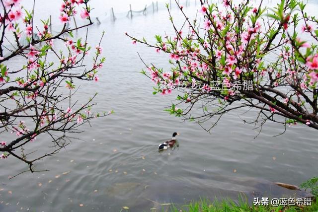 诗情画意微信图片:如何拍摄出“竹外桃花三两枝，春江水暖鸭先知”的唯美意境？