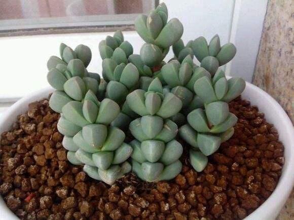 四季海棠茎腐病怎么治:小麦茎基腐病，怎么防治，后期怎么管理？
