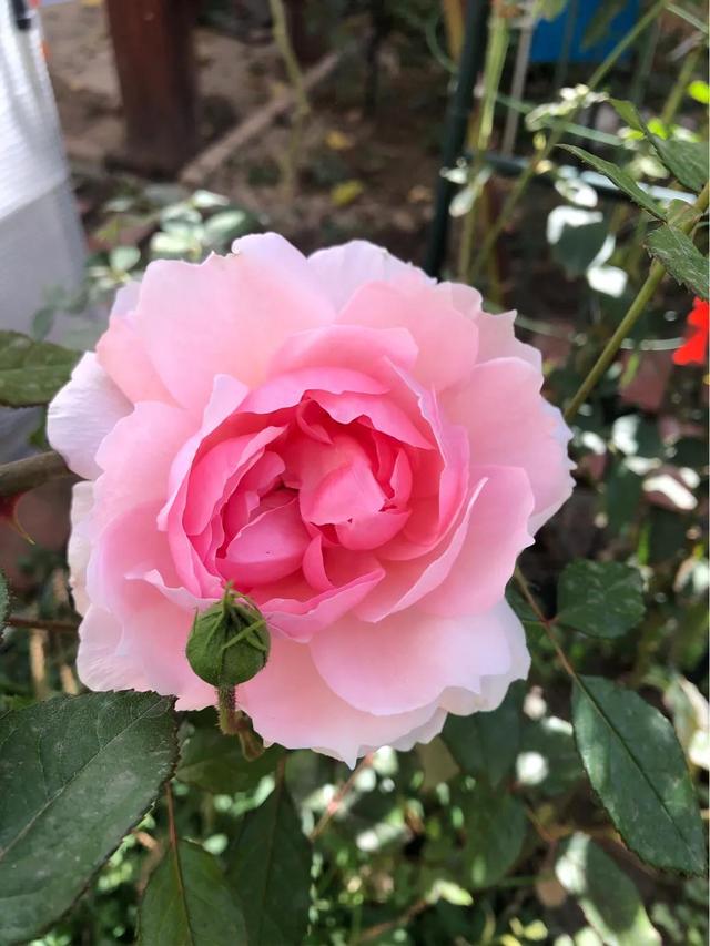 最香的几款月季品种是什么？插图4