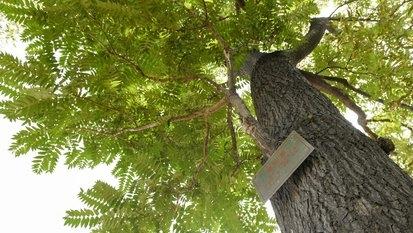 臭椿树也叫椿树,和香椿树是不同的两个树种,香椿嫩