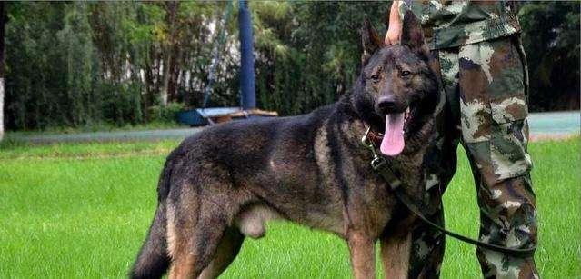 昆明犬:德牧和昆明犬哪个体型大？