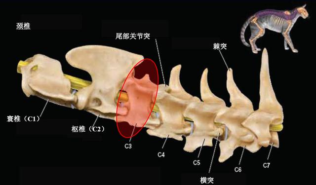 鸡肝怎么做猫爱吃:怎么做猫饭？猫吃生的还是熟的？