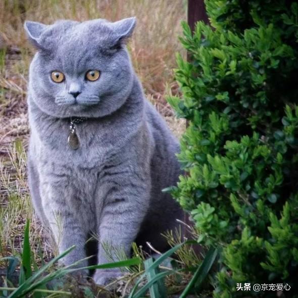 如何养胖橘猫:猫吃什么才可以养的胖胖的？ 两个月的橘猫如何养