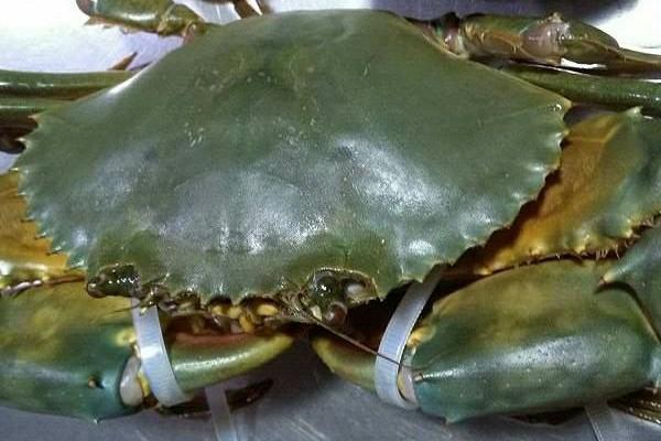 头条问答 - 台山大青蟹好吃吗?(3个回答)