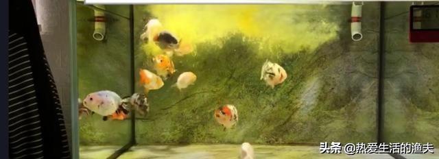 鸡蛋黄粉的作用:各位高手们，鱼缸里有活性炭可以下黄粉吗？