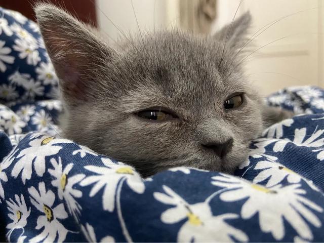 蓝猫:想养一只蓝猫，在哪里买合适？