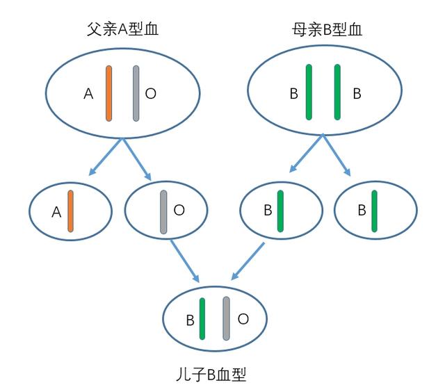 头条问答 爸爸是a型血儿子是b型血孩子是亲生的吗 为什么 54个回答