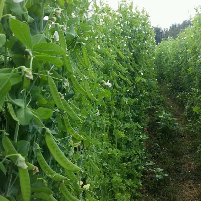 荷兰豆什么时候种植 露地如何栽培 农友君的回答 悟空问答