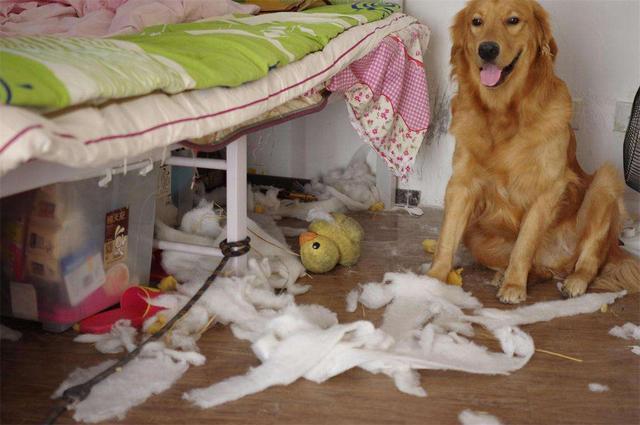 重庆 狗:四川的川东猎犬为什么又叫重庆犬？