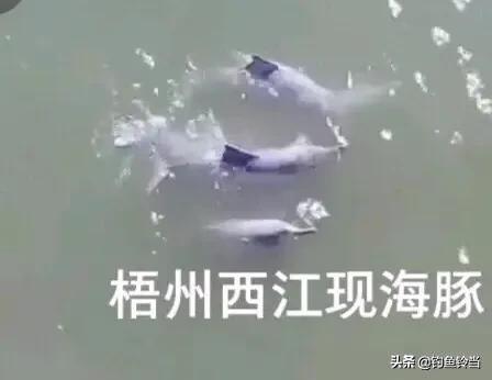 1400只海豚遭捕杀血染浅水湾，广西梧州鸳江大桥附近水域惊现白海豚，是什么原因