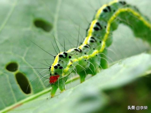 头条问答 菜园里的青菜被虫咬了很多孔 是什么害虫 该怎么防治 李榮的回答 0赞