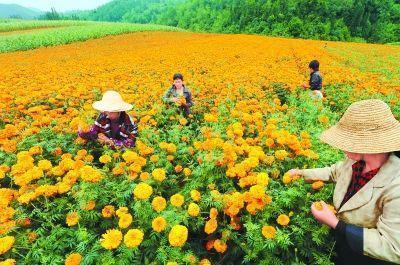 种小麦、玉米效益低,农民不知该种啥赚钱多,你有啥好建议？