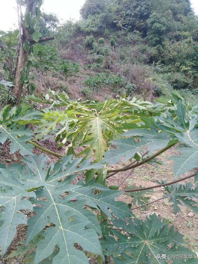 木瓜得了圖中這種病,傳播速度很快,農戶損失慘重,怎麼治