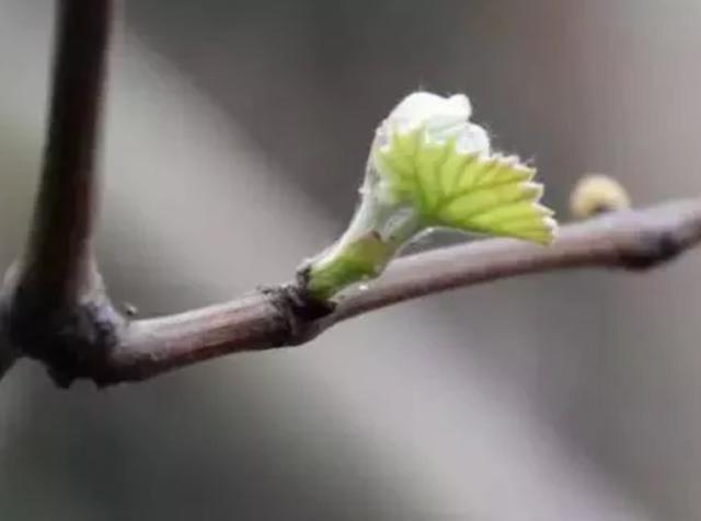 葡萄树的害虫有哪些:新栽的小葡萄大量出现花叶现象，请问老师是什么原因引起的？