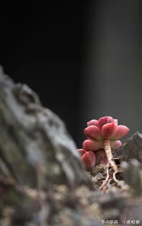 头条问答 俗语 出世三朝命注定 生活中的你相信命运的安排吗 蝴蝶花间舞的回答 0赞