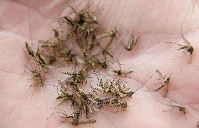 头条问答 - 夏天农村的晚上怎么那么多蚊子一群一群的,有什么办法消灭