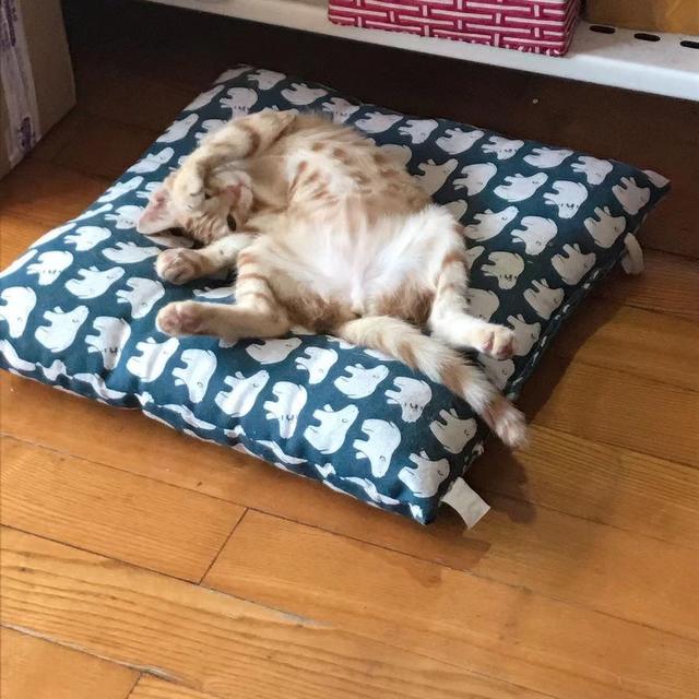 性价比最好的猫粮:我家猫四个月，想换猫粮，推荐一下哪种品牌好？