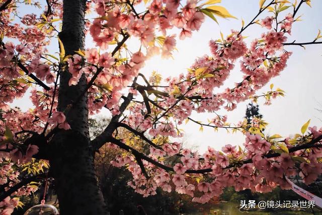 梁朝伟樱花照:如何评价《摆渡人》这部电影
