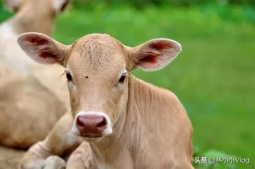 小牛犊喘怎么治疗？