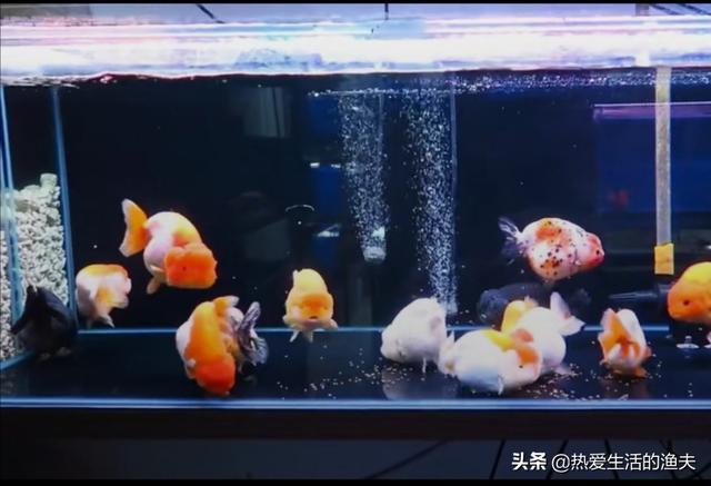 成吉思汗鱼一天喂几次食:鱼一天要喂几次？怎样才能养好金鱼？