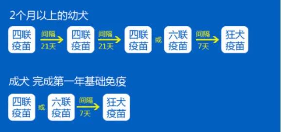 英特威:英特尔 英特威犬用疫苗为什么有两种？