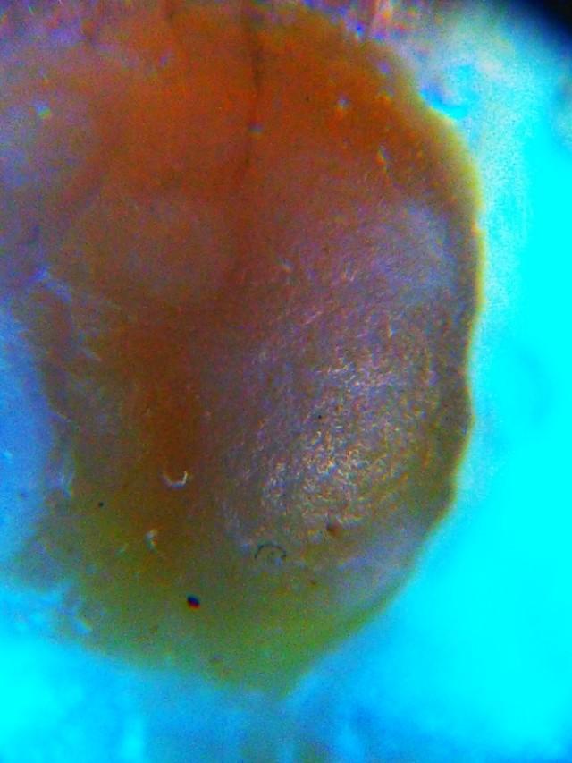 人类杀死了地球原住民:人类究竟是外来生物还是地球上的原住民？