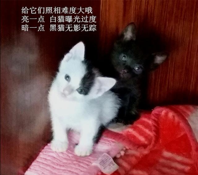 周口宠物医院在线咨询:周口宠物医院哪家靠谱 我家猫要生了，疫情期间宠物医院没有开，怎么办，在线等，急？