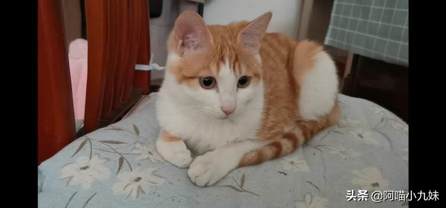 狗狗心事2下载:为什么有人拍一拍家里的狗/猫，就能有几百万粉丝？