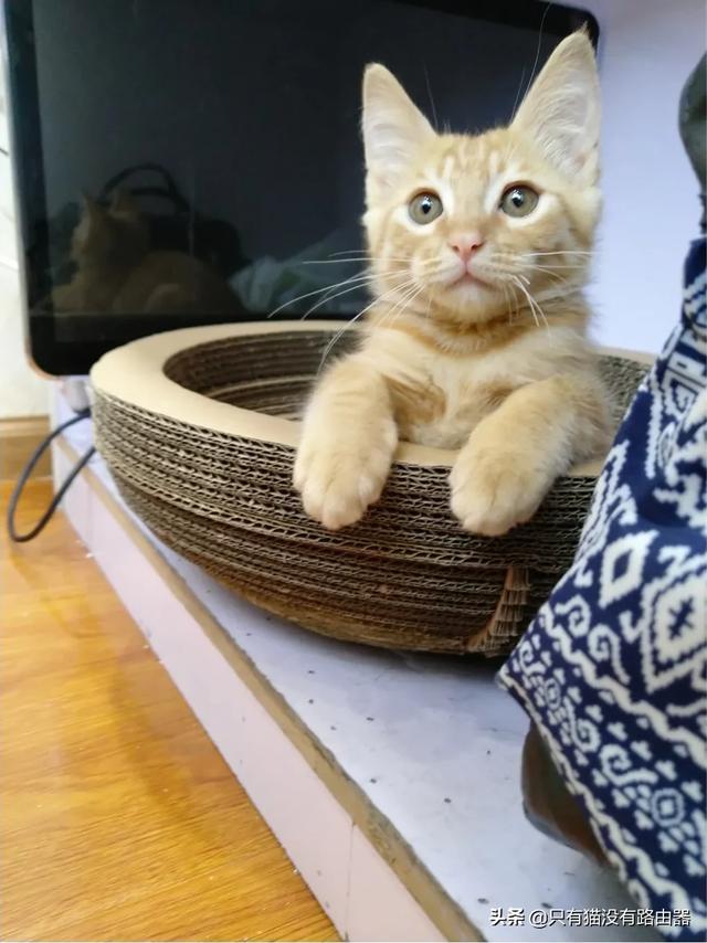 头条问答 小猫瞳孔很小 以后会变大吗 23个回答