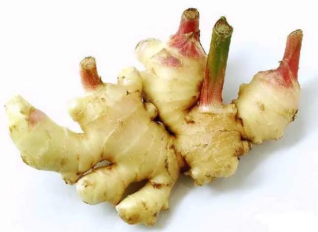 头条问答 姜芽受冷不长叶子 是不是废了 不安静的小阿敬的回答 0赞