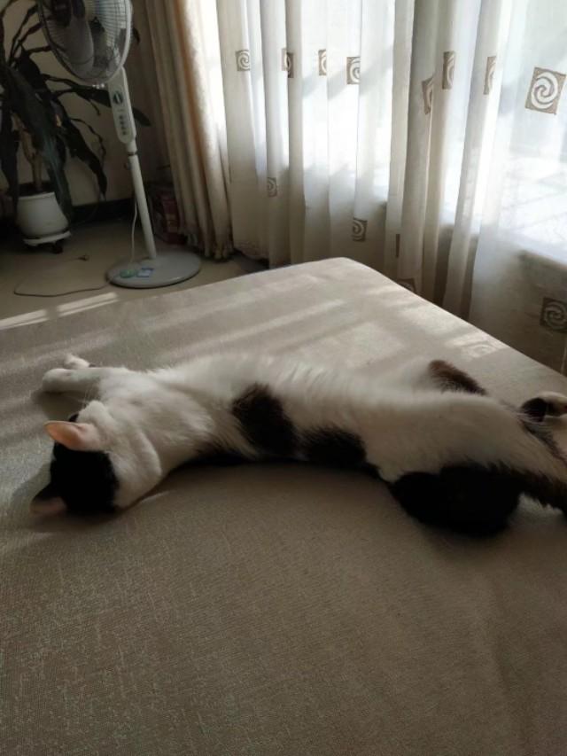 抖音里的吸猫是什么意思:哪些人特别容易吸引猫咪？吸猫特征有哪些？