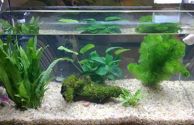 鱼缸里养的水草对鱼鳞有影响吗