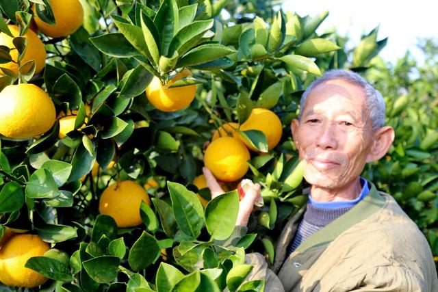 王施佳:大白菜种植，可以不施底肥，只施种肥吗？