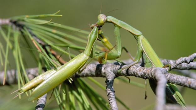 螳螂为什么会吃配偶，农村野外树林里，为啥雌螳螂交配时候要吃掉公螳螂