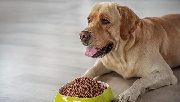 我拉拉布拉多犬和金毛的区别:拉布拉多和金毛犬之间怎么选择？