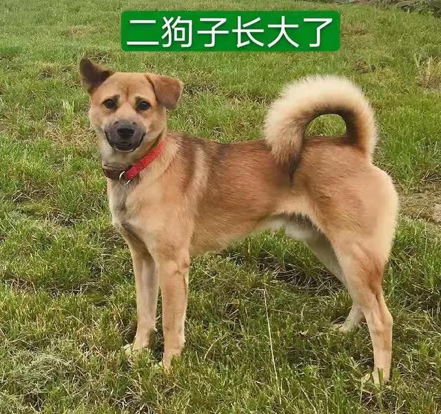 宠物狗大白熊好养吗:宠物狗大白熊 中华田园犬好养吗？它们有什么样的优点？