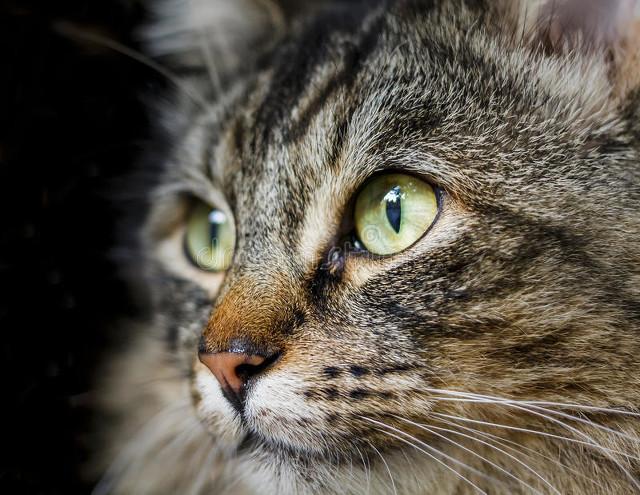 半夜猫叫:半夜三更明明没人，猫猫为什么一直叫个不停？