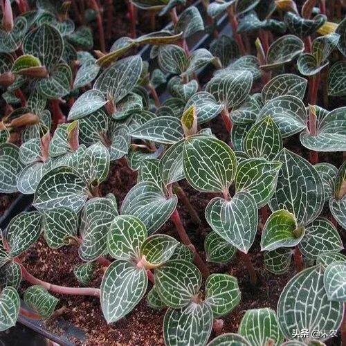 长生草属怎么养护种植:金线莲如何种植，种植需要注意什么？
