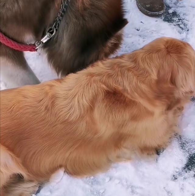 金毛犬吧:金毛犬一天内遛多少次才正确？ 金毛犬吧 百度贴吧
