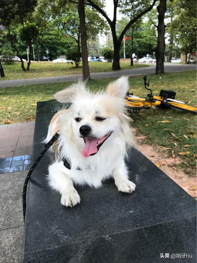 狗狗发烧症状:当狗狗在忍受疼痛会有什么表现？