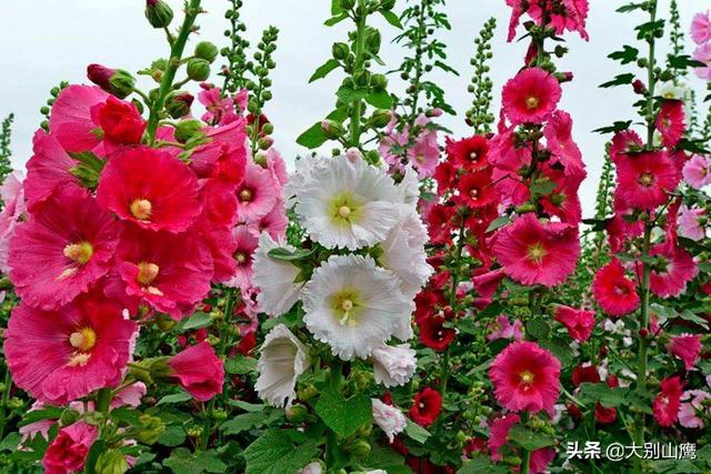 最旺家的六种花草,养花的屋里必须养臭海棠吗？