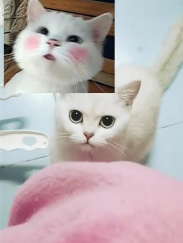 伯曼猫性格特点:伯曼猫性格特征 喜欢养猫的人性格一定很温柔吗？