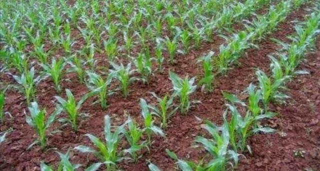 头条问答 春玉米长多高套种豆角 23个回答