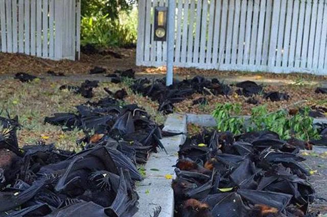 60万只蝙蝠袭击澳大利亚澳大利亚是否会出现新的疫情