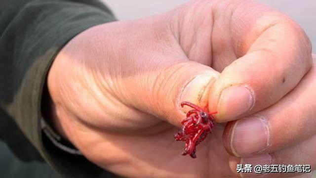 贝灵顿梗:七星漂浮力大的好还是小的好？