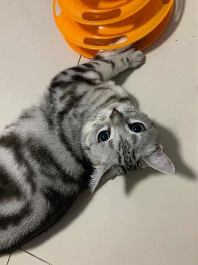为什么我家猫不会埋屎:猫咪拉完屎不盖屎为什么？